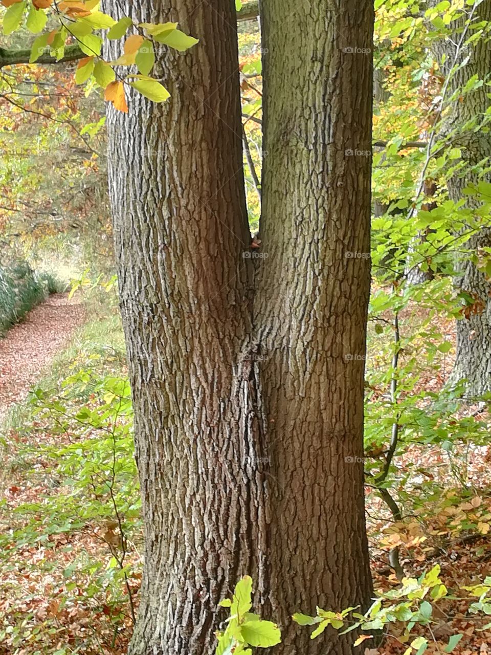Natur Baum Stamm 2