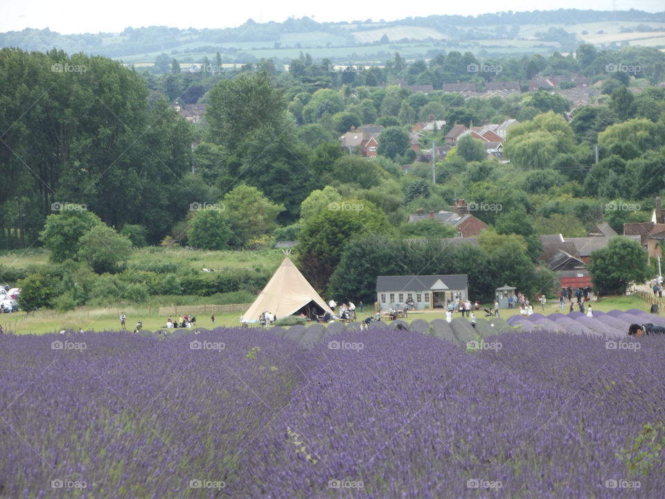 Lavender