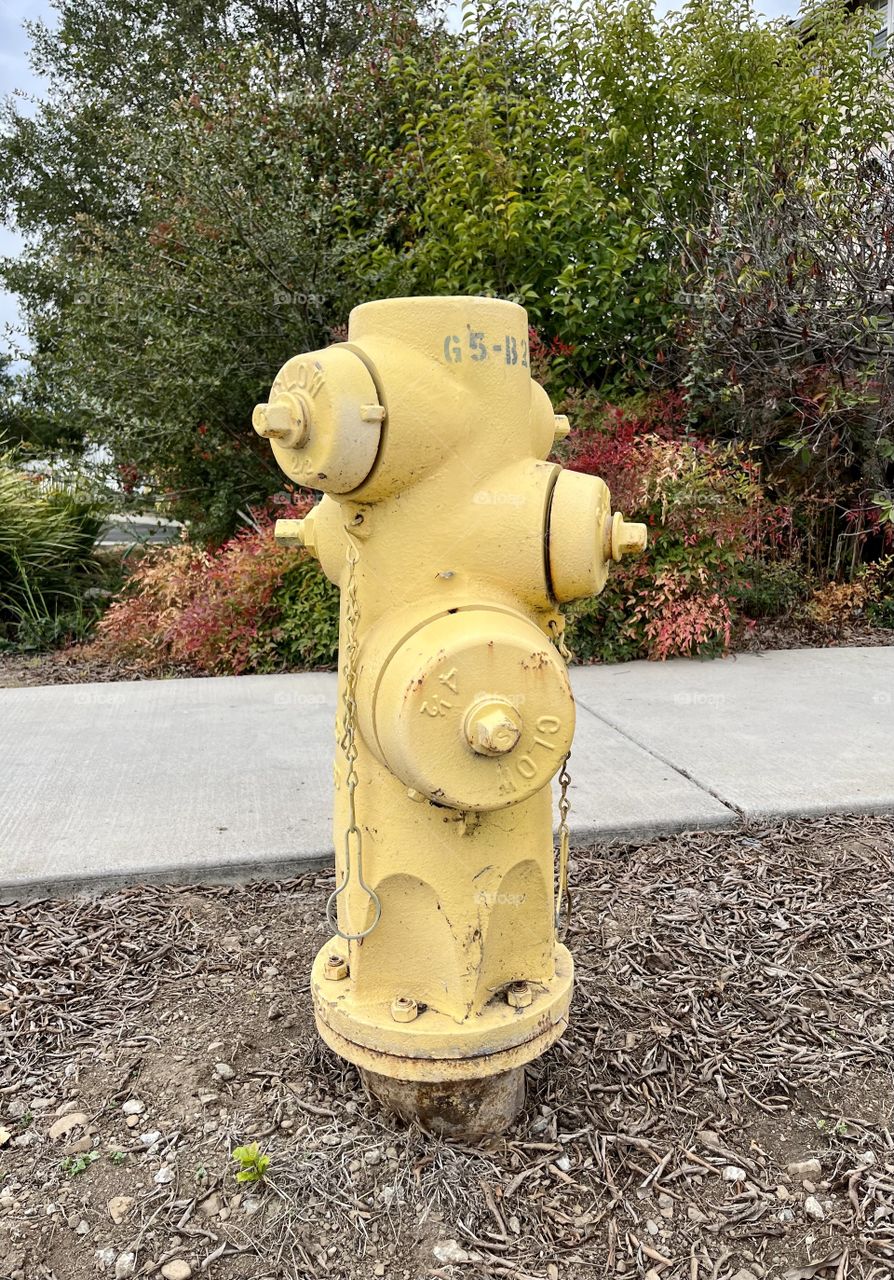A large vibrantly bright yellow fire hydrant on a city sidewalk next to some green trees and bushes sitting in the dirt