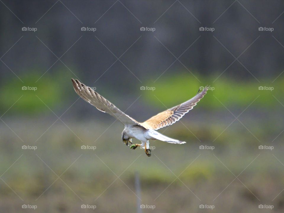 Nankeen Kestrel with  dinner in flight