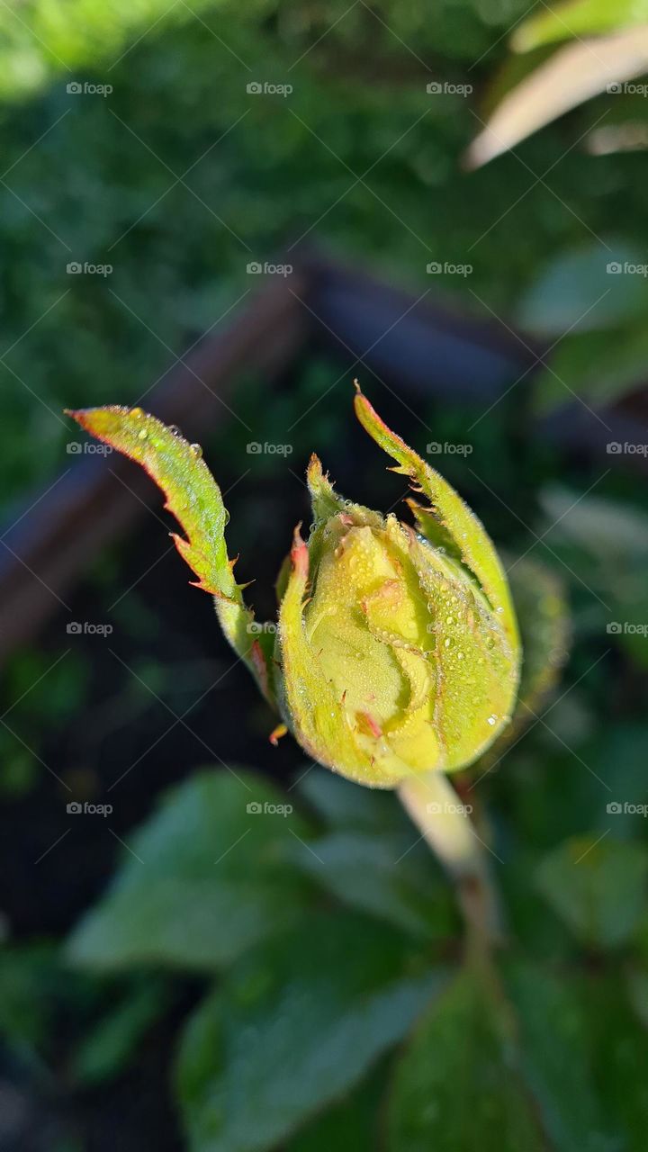 dew drops on a flower