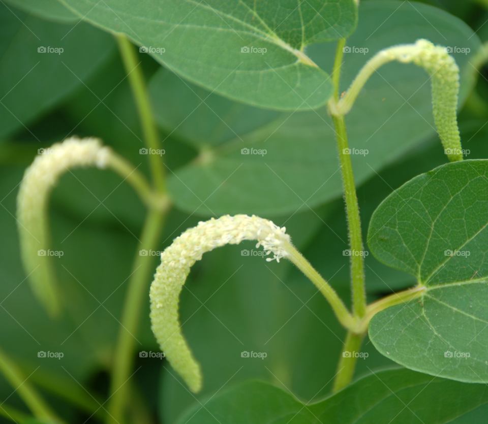 green plant orchid bush by lightanddrawing