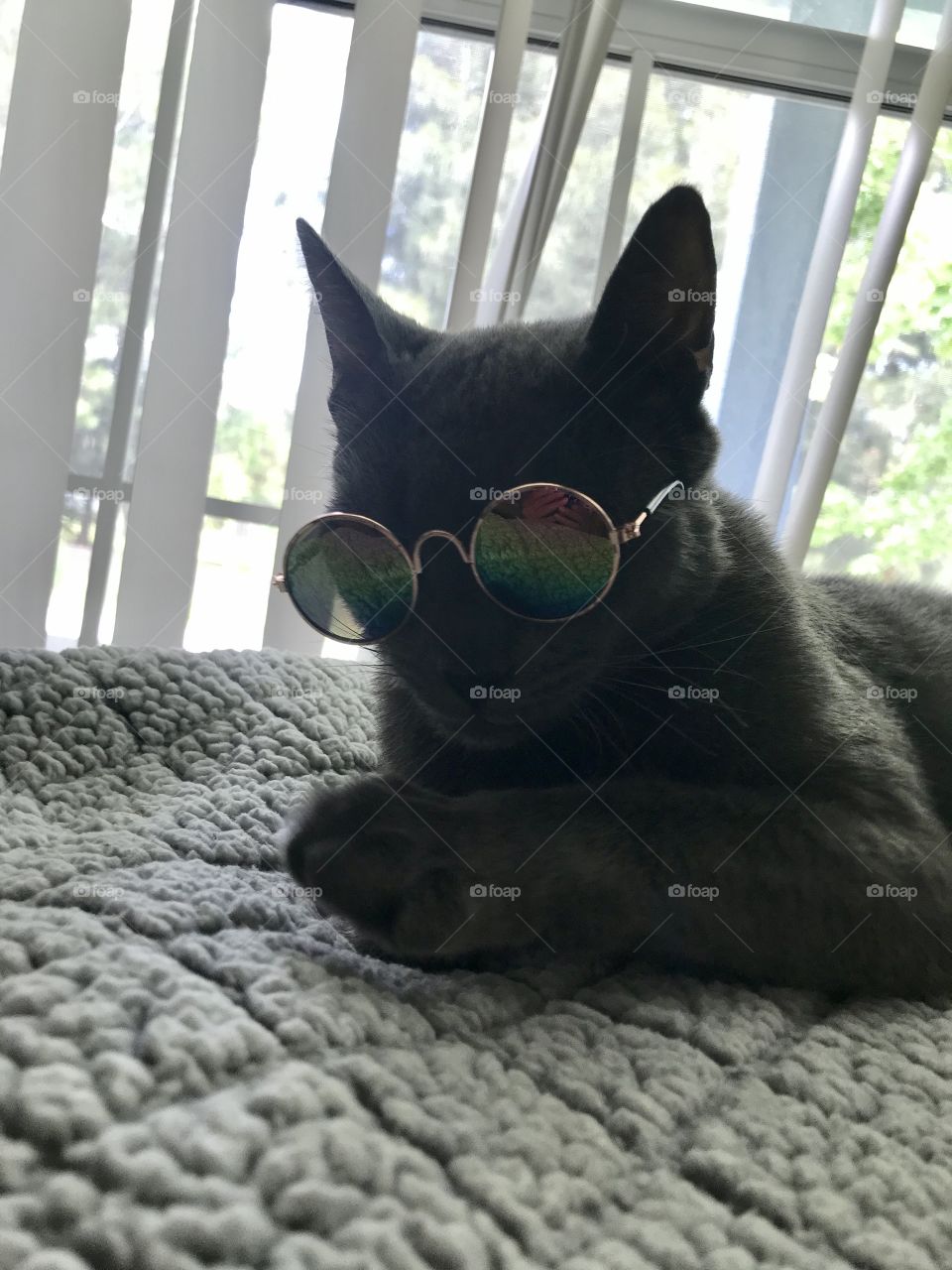A dark grey short-haired cat laying down on a grey blanket wearing sunglasses