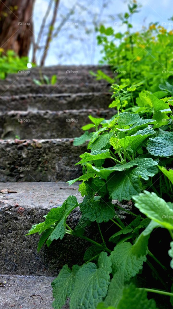 grass along the stairs