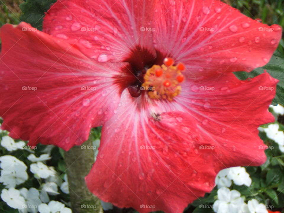 Hibiscus - China Rose with Droplets
Bahamas 