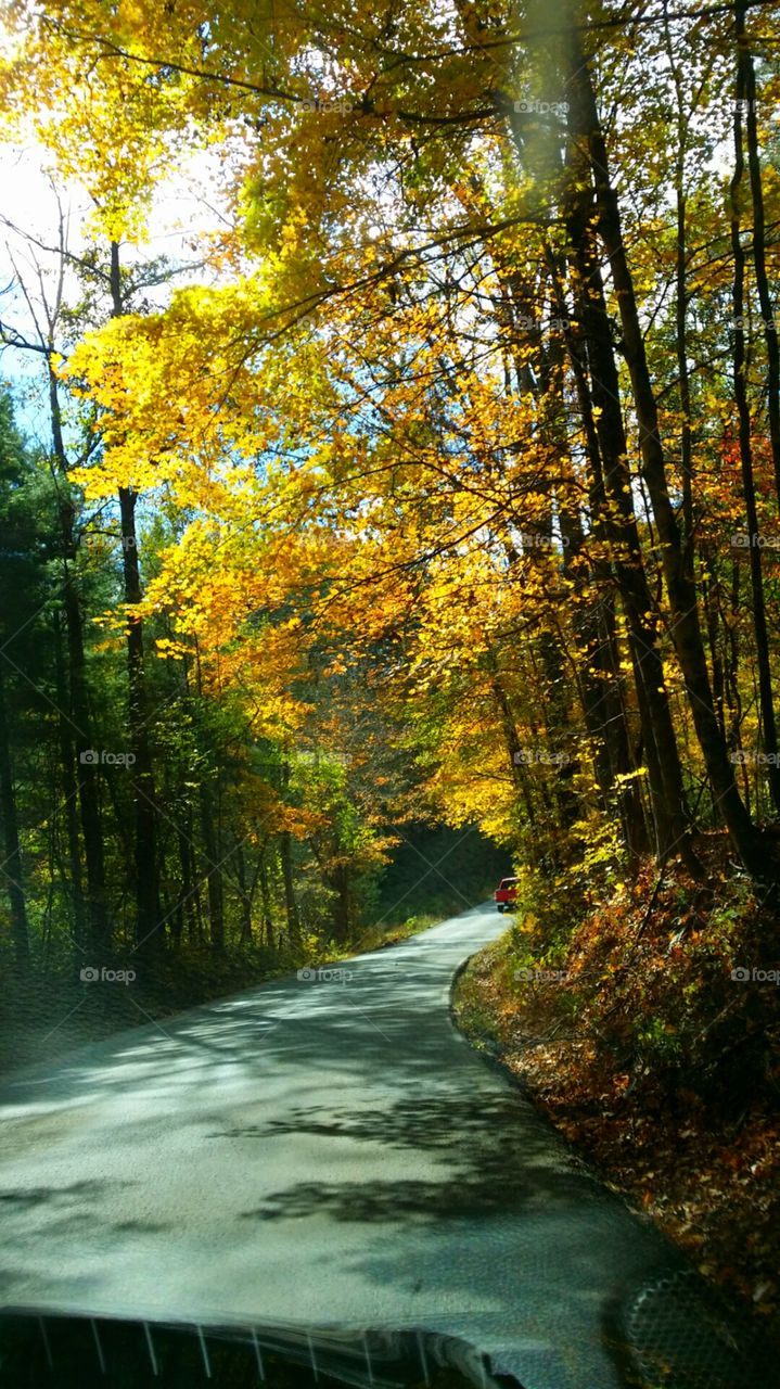Fall Scenery. driving through Indiana.