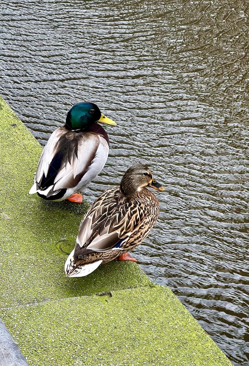 Two ducks stand on a parapet by the water, observing their surroundings. The reflection in the water adds depth, creating a calm and natural atmosphere.