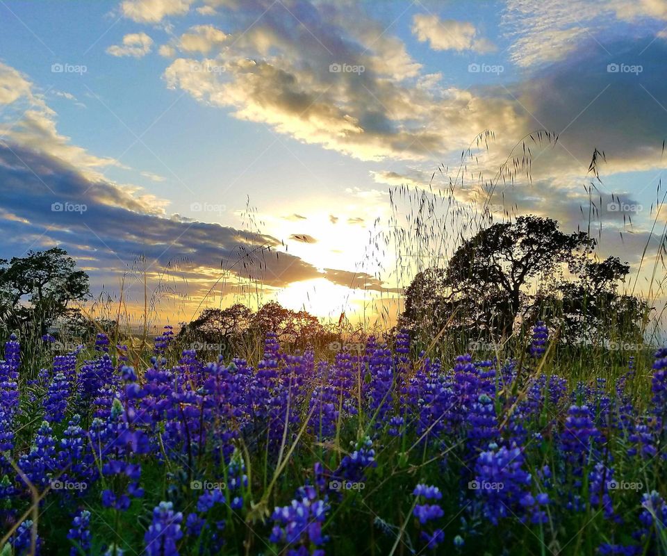 springtime flowers at golden hour