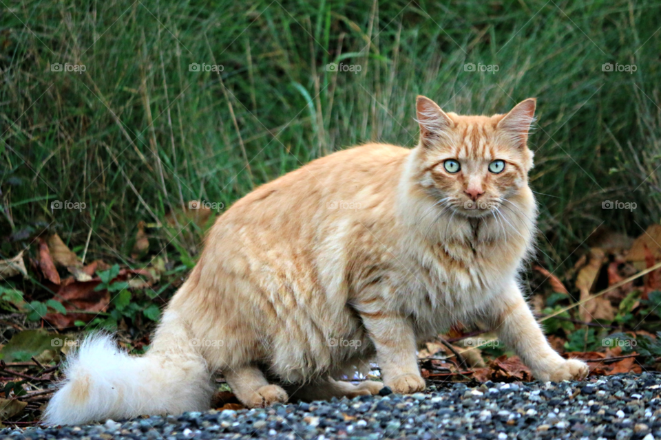 Feral Cat