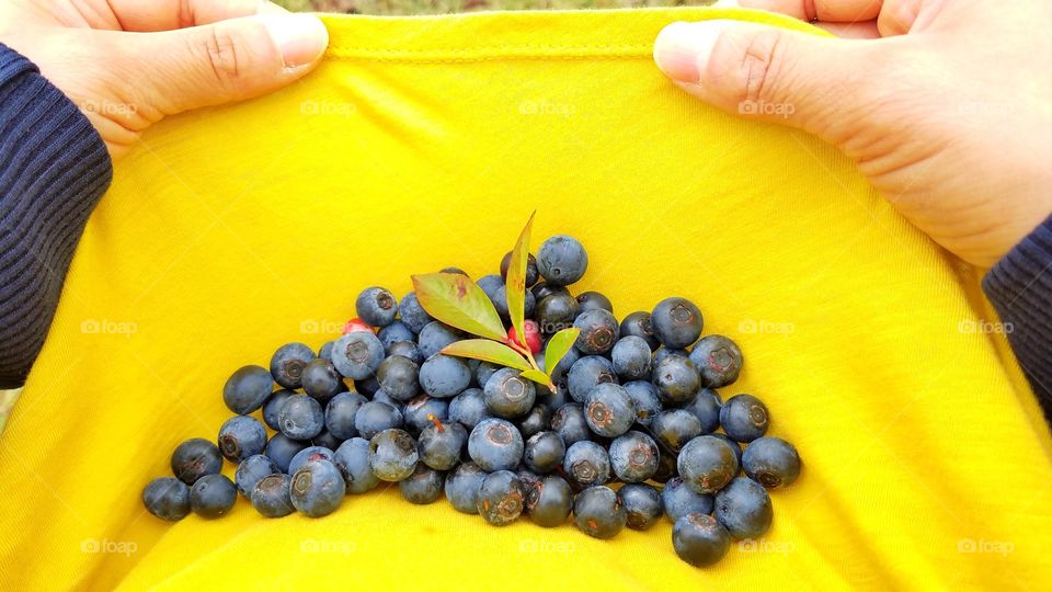 Picking fresh blueberries