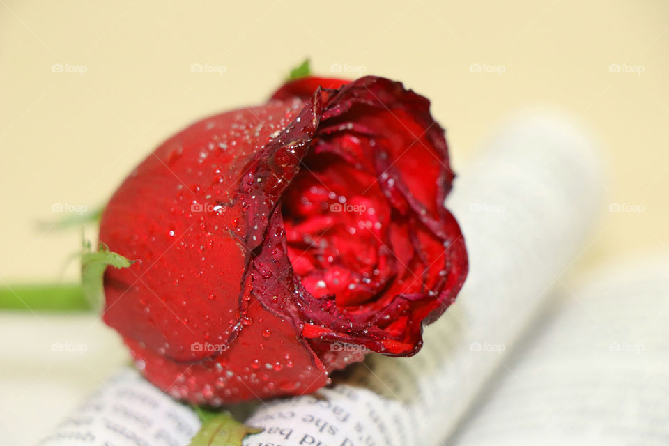Red Rose with rain drops