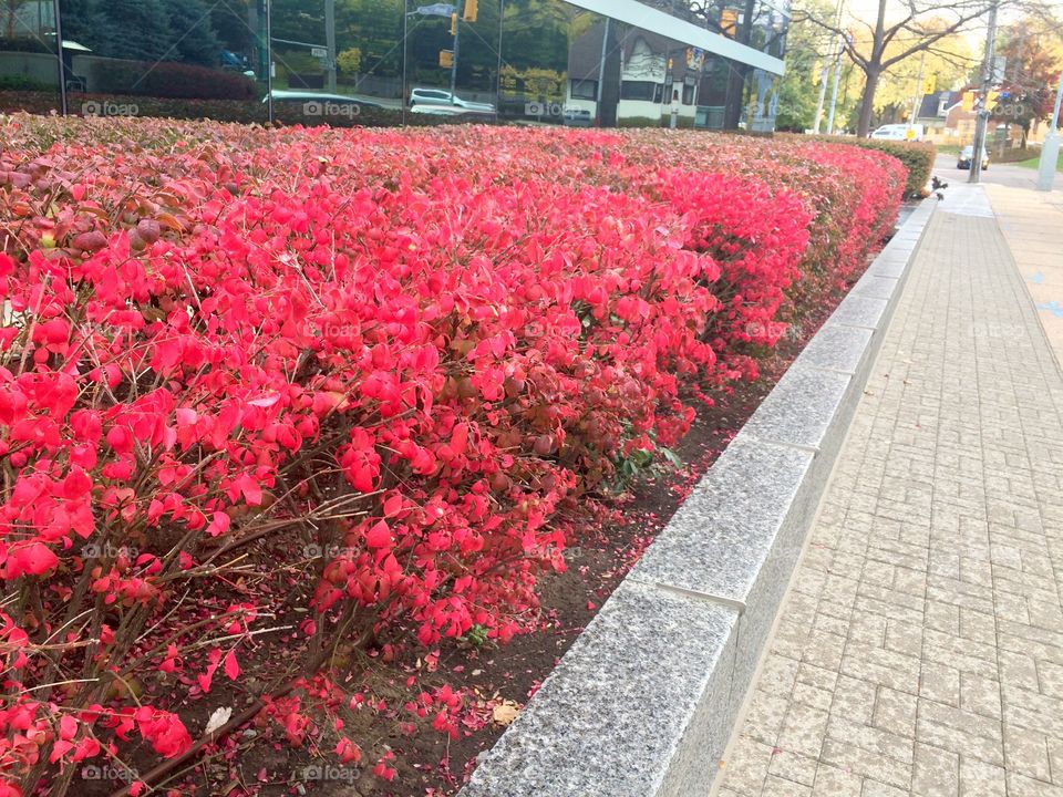 Red bushes in Toronto 