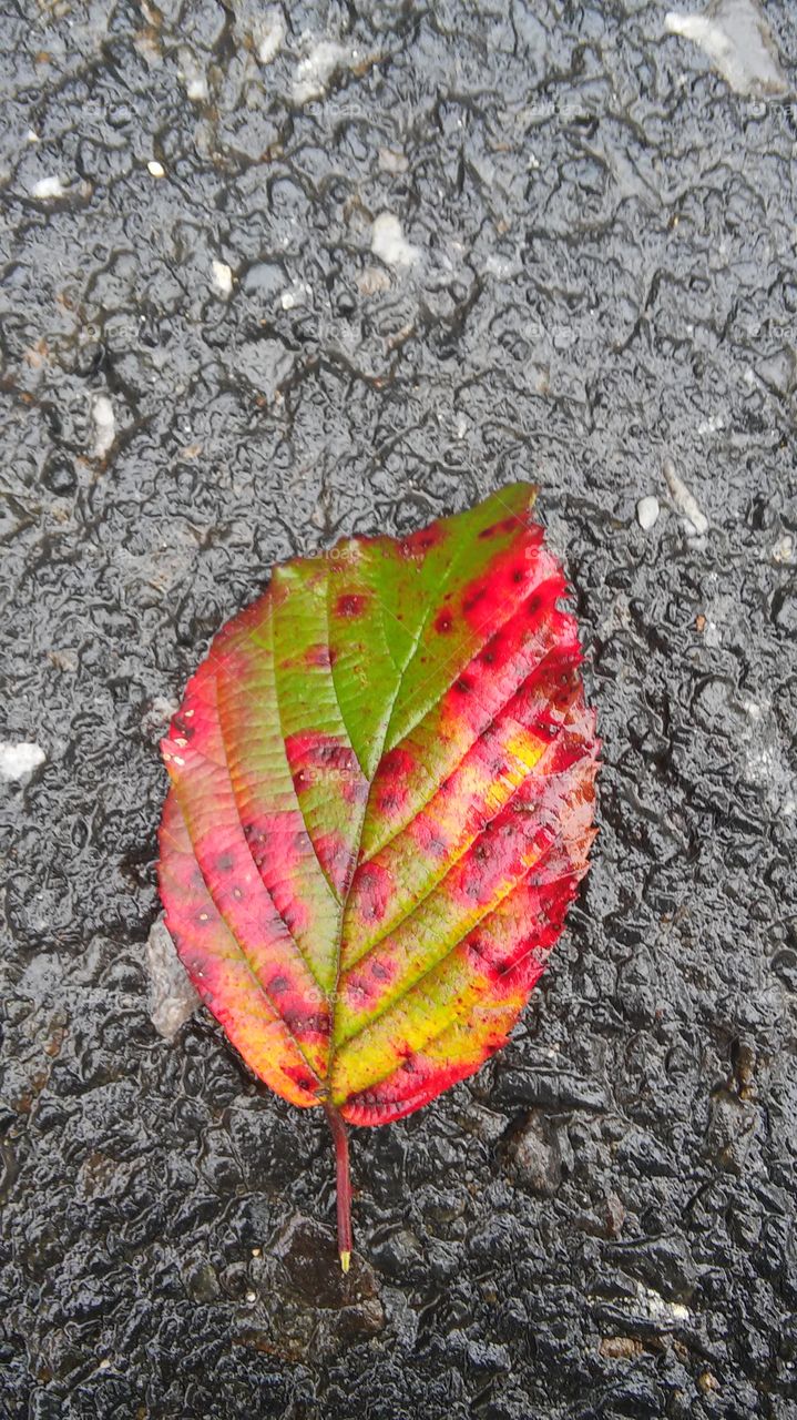 Colourful leaf
