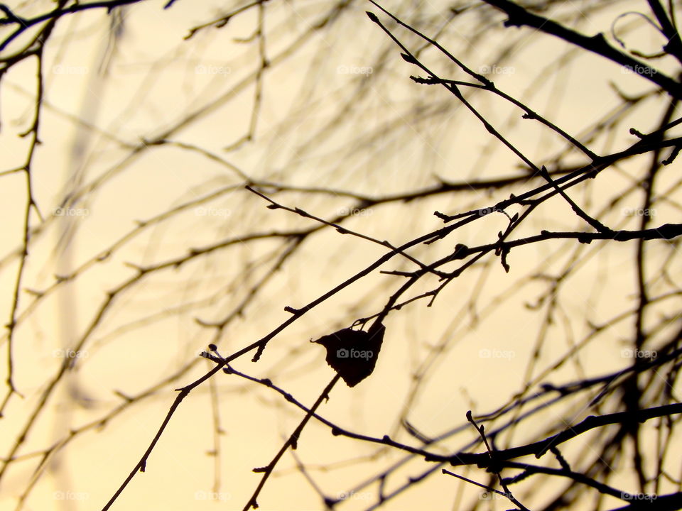 The last leaf on a tree