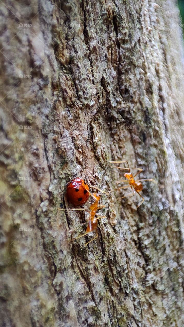 Ants disturbing a ladybug, ants proposal rejected by a ladybug in front of his friend,