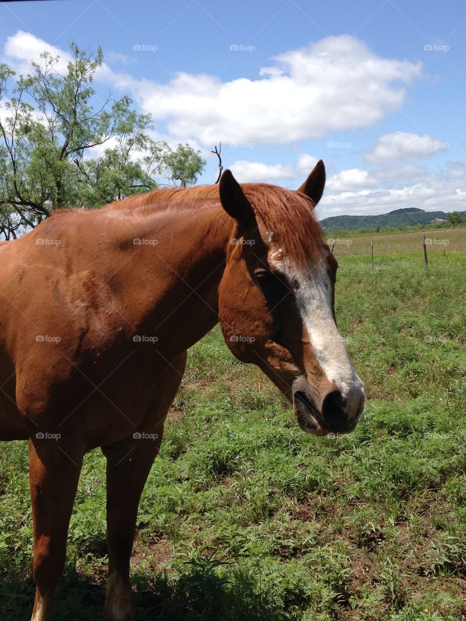 Why the long face?. Horse