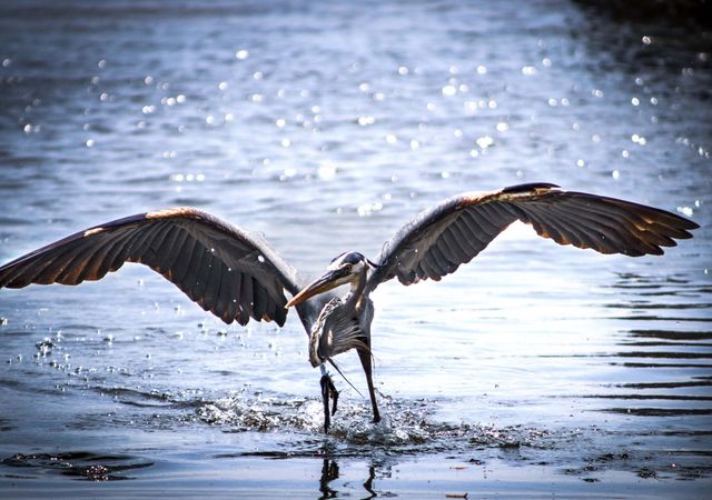 Great Blue Heron