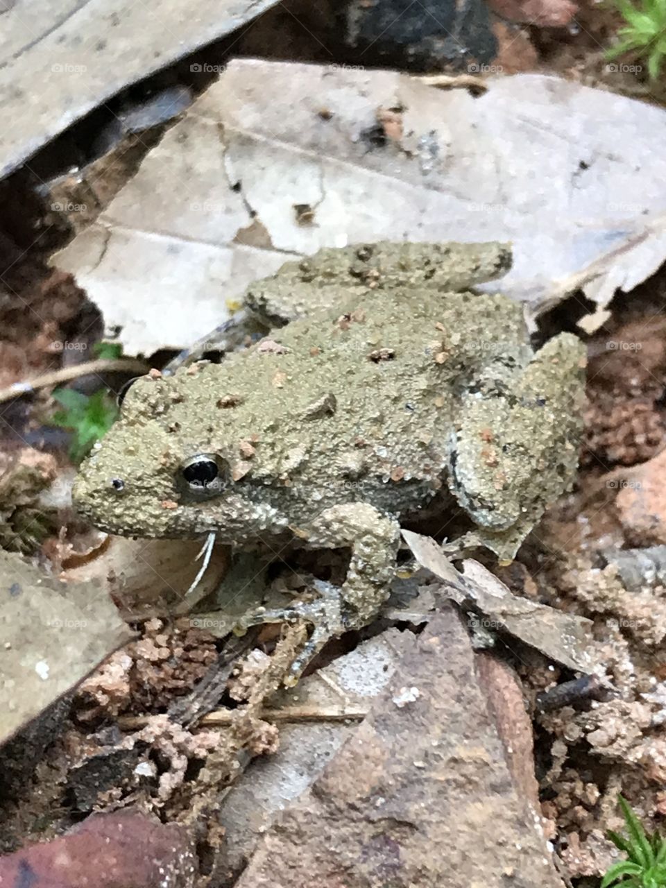 Frog-like lichen? Lichen-like Frog? 