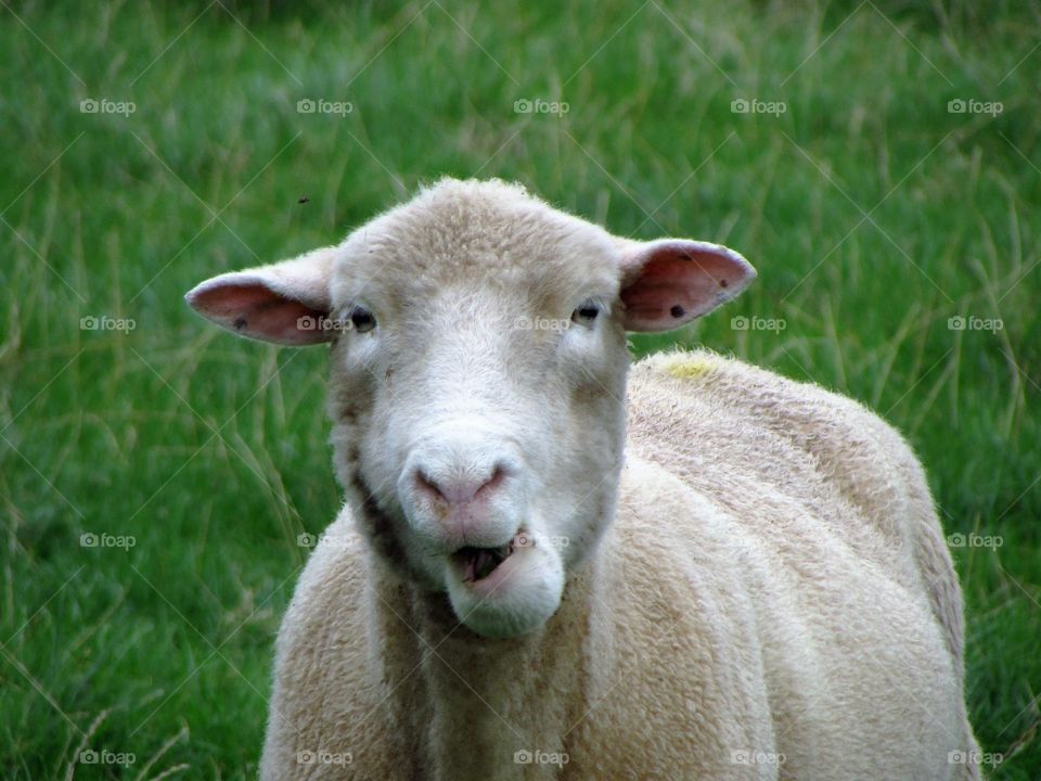 funny face sheep