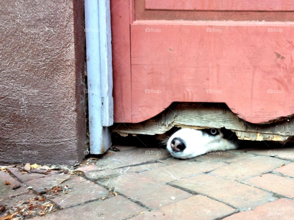 Dog peeking under fence