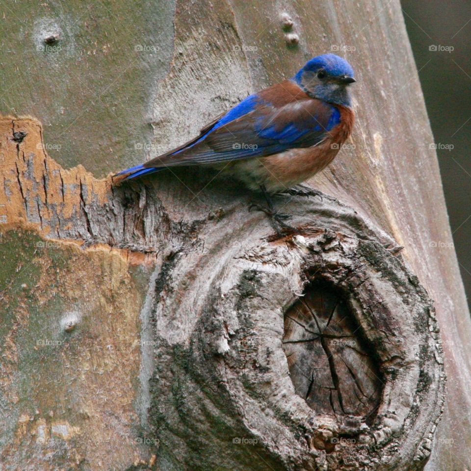 Blue Bird on a tree