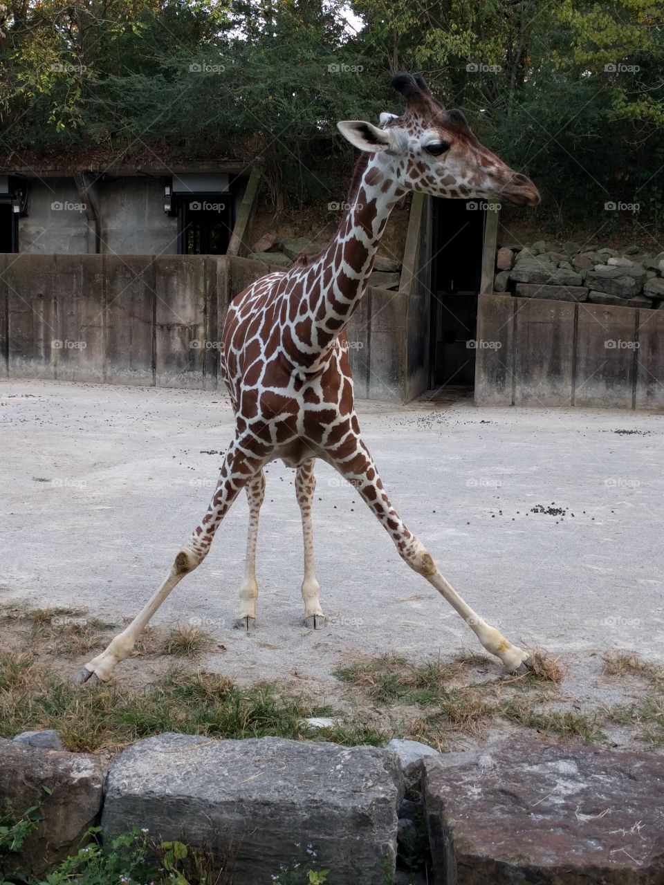 strange giraffe pose