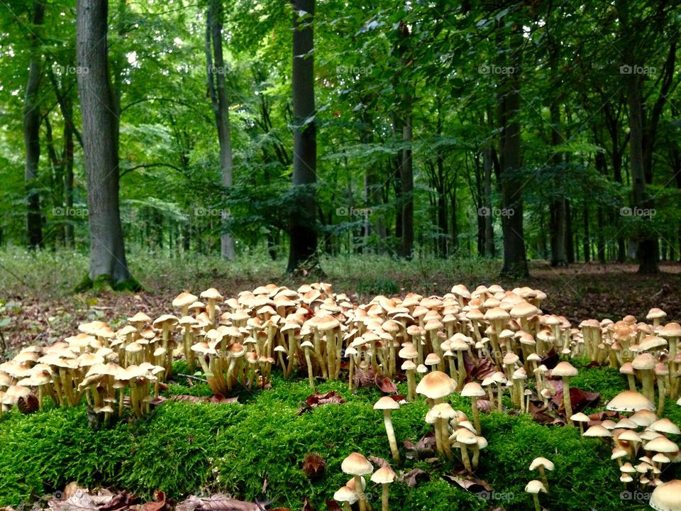 Toadstools in an English forest