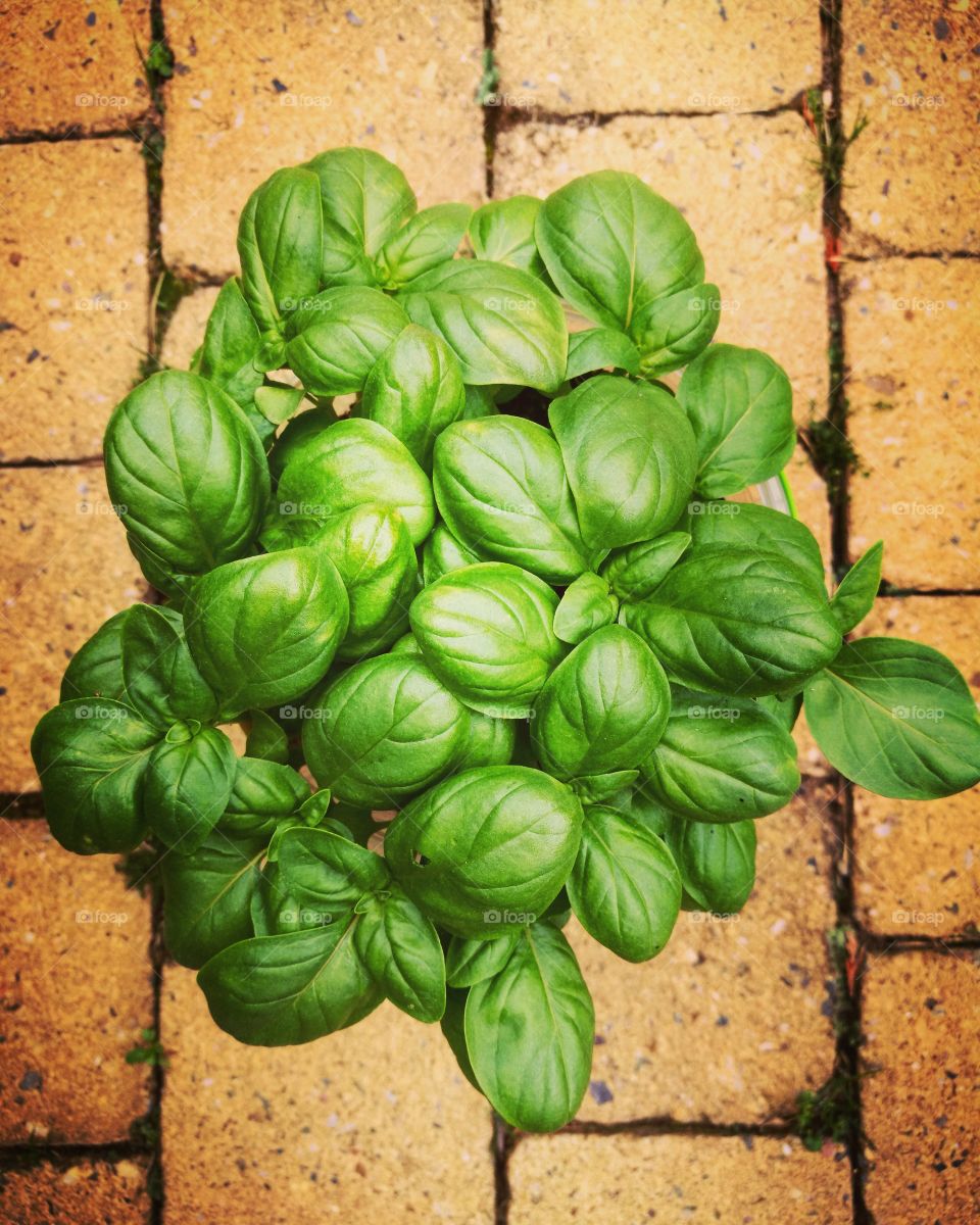 Lots of basil