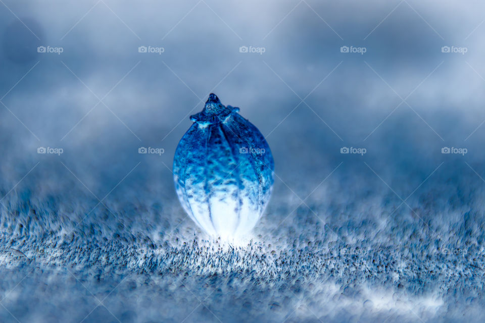 artistic view of coriander sweeds