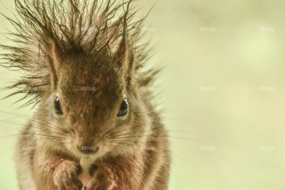 Close-up of squirrel