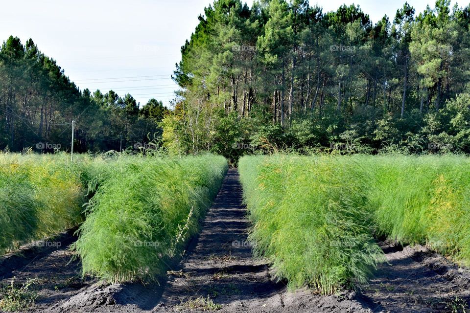 Champ d'asperges