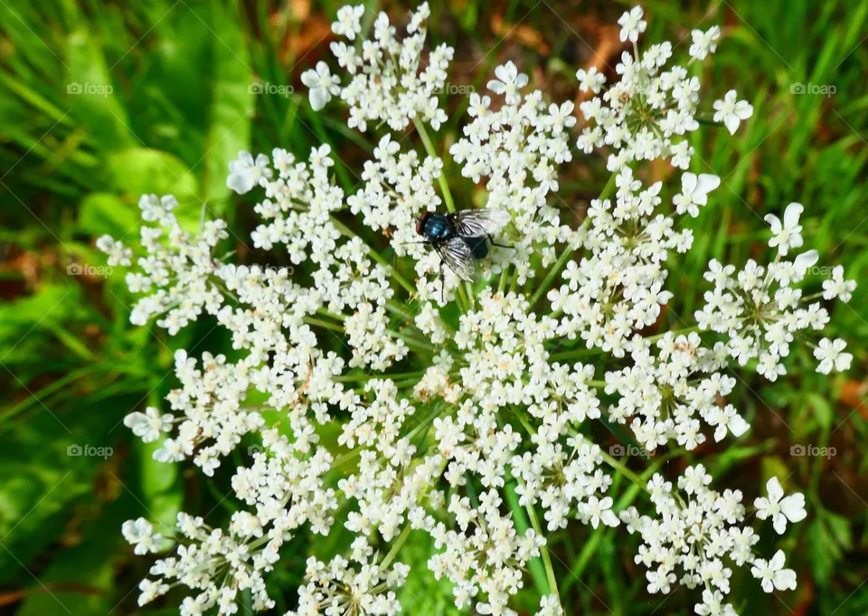beautiful in nature