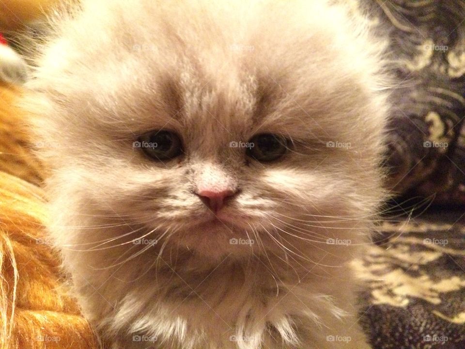 Scottish fold long hair. Kitten