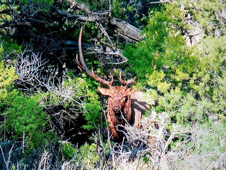 one animal between trees