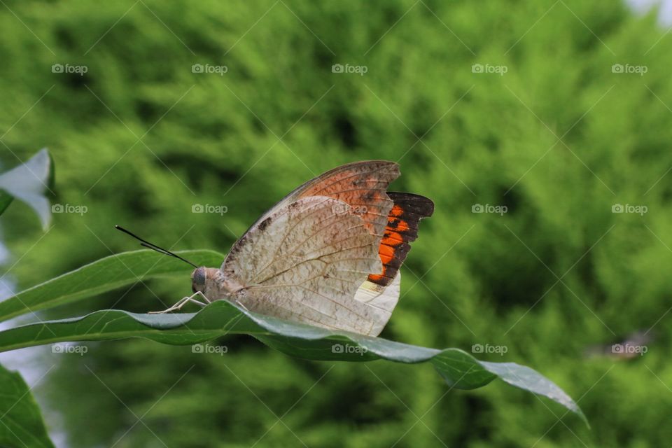A brown and orange butterfly resting on a branch macro closeup