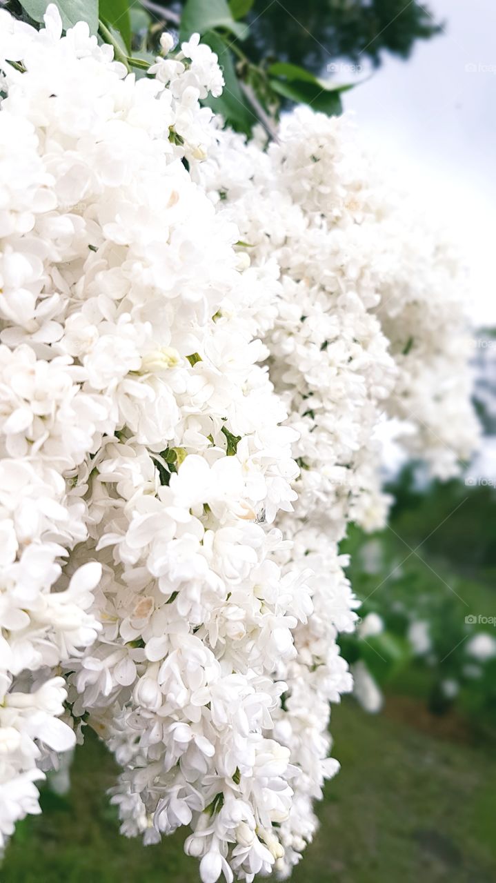 White Lilac