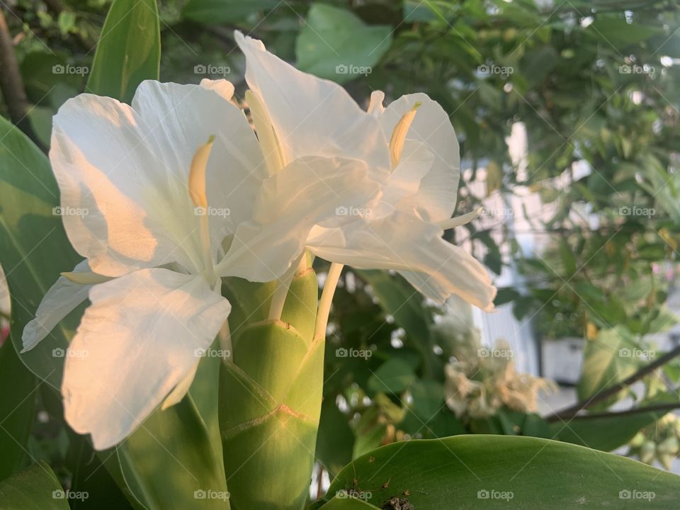 While color stories, my garden ( Thailand)