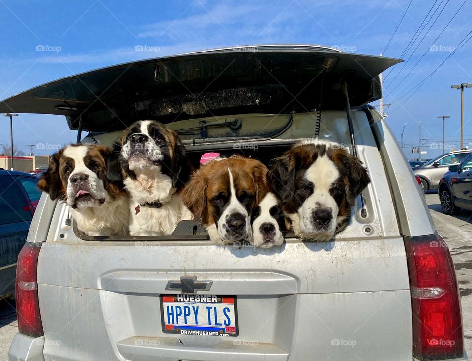 An SUV full of St. Bernards