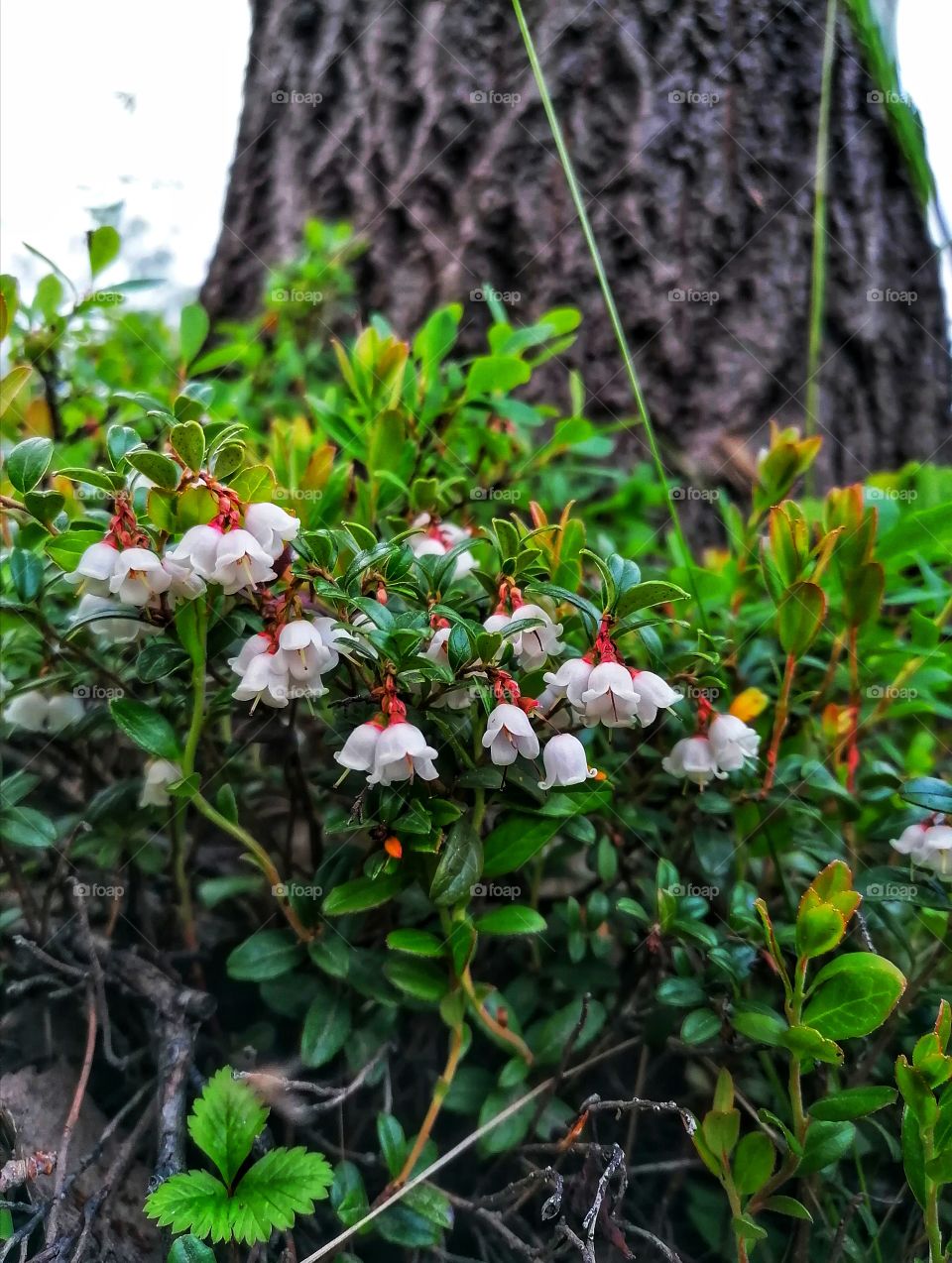 Beautiful small lingonberry flowers in summer in Finnish Lapland.