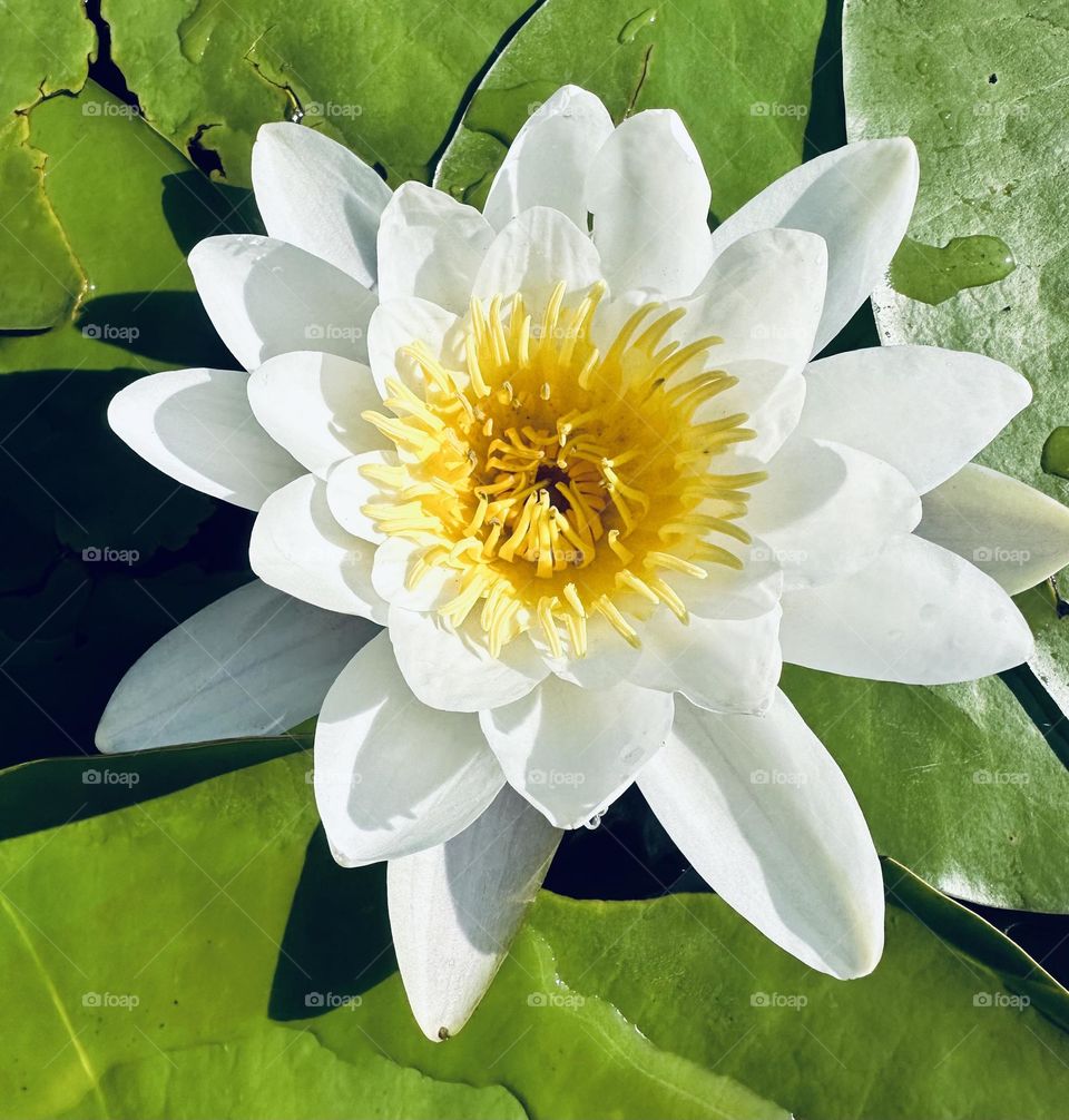 White flower in water