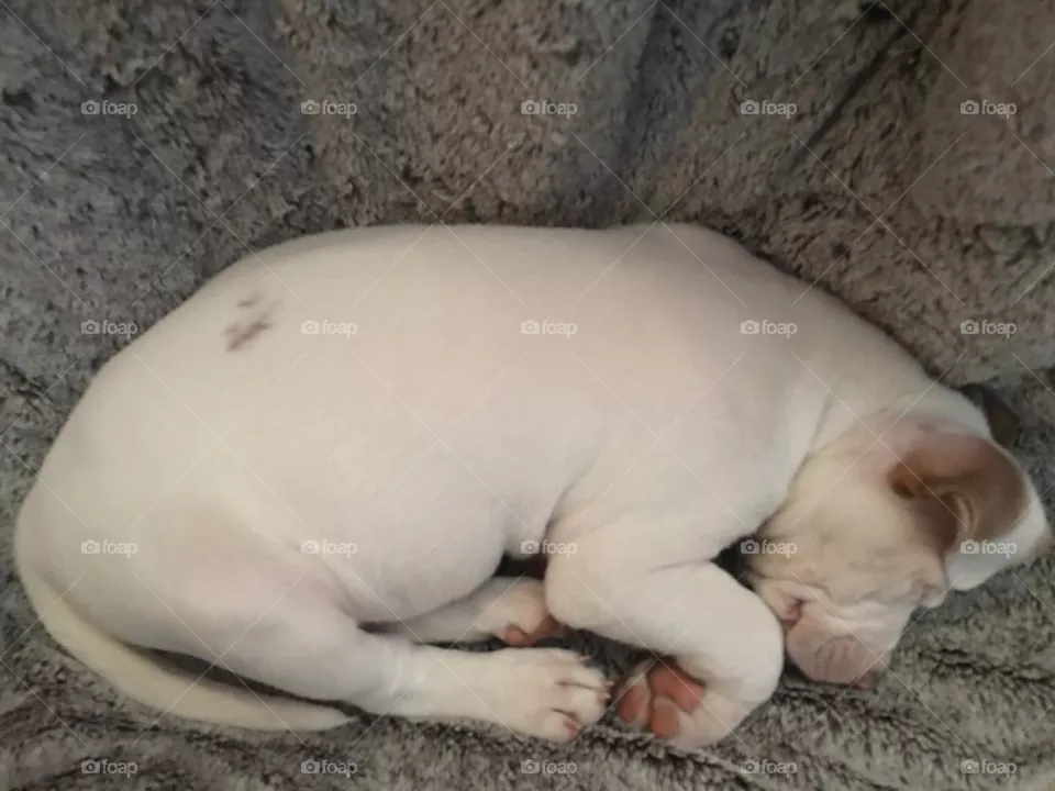 Sleepy dog