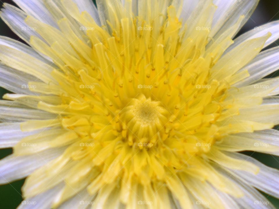 dandelion flower