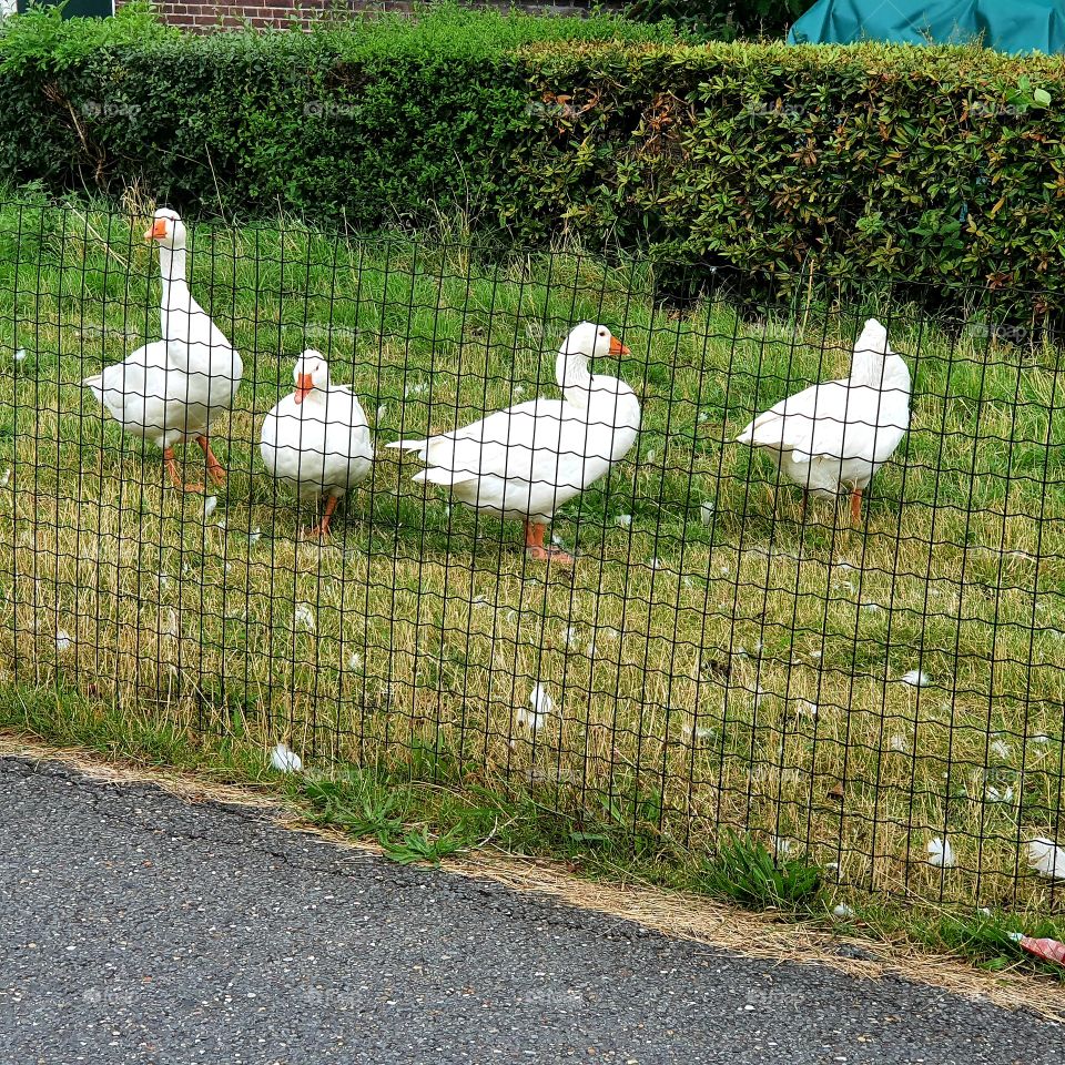 Geese in the dutch front yard
