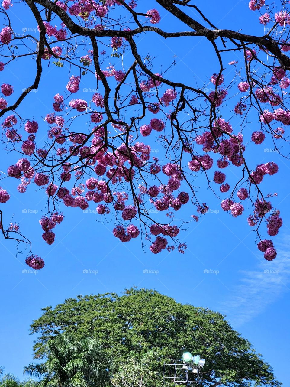 flores e folhas sob céu azul