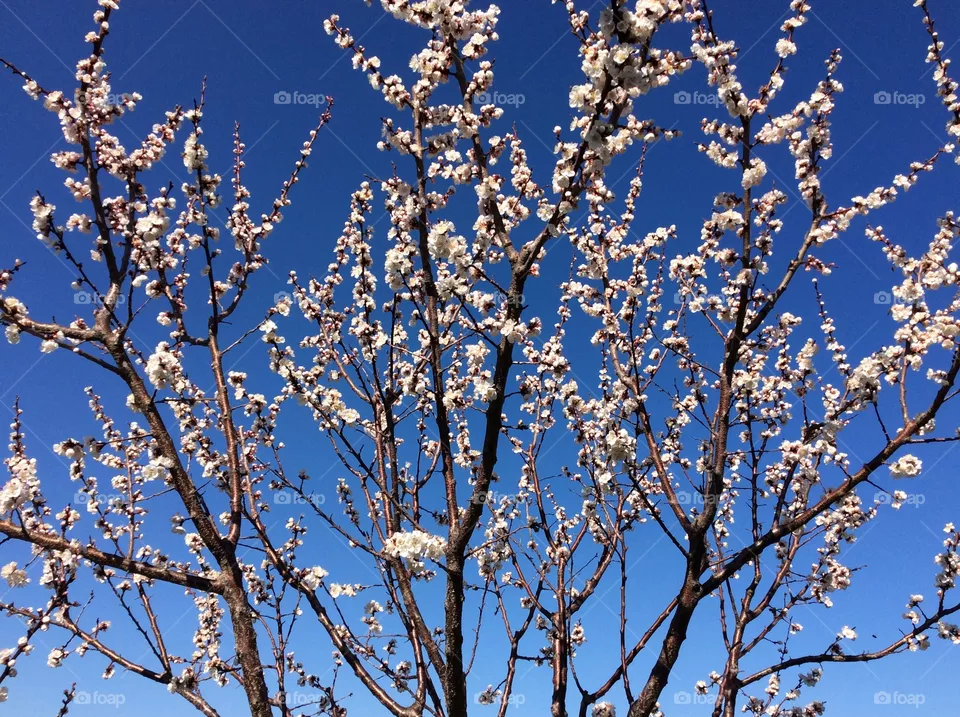 Blossam