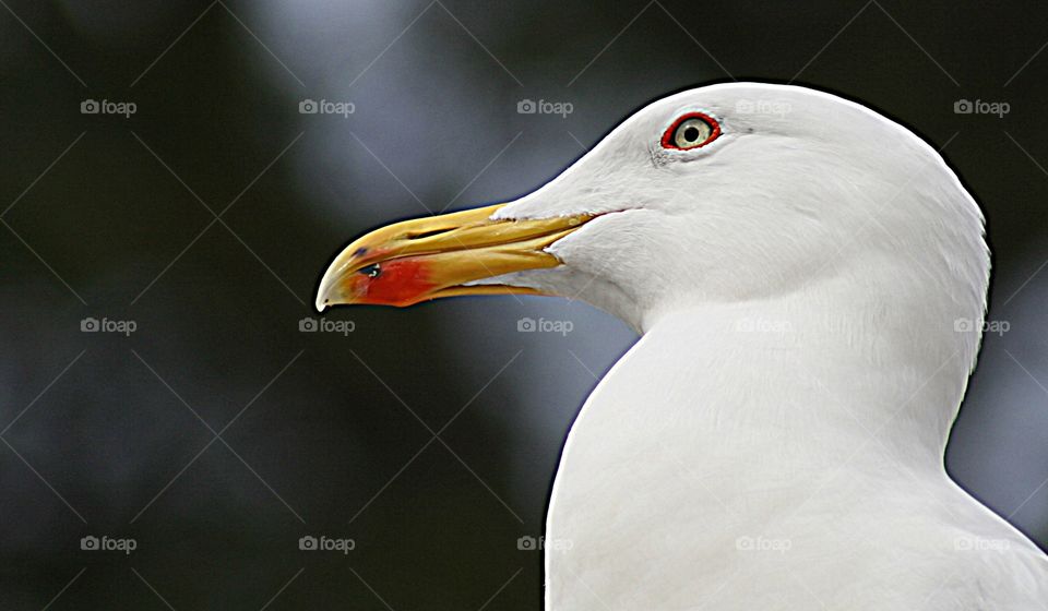 The same old seagull