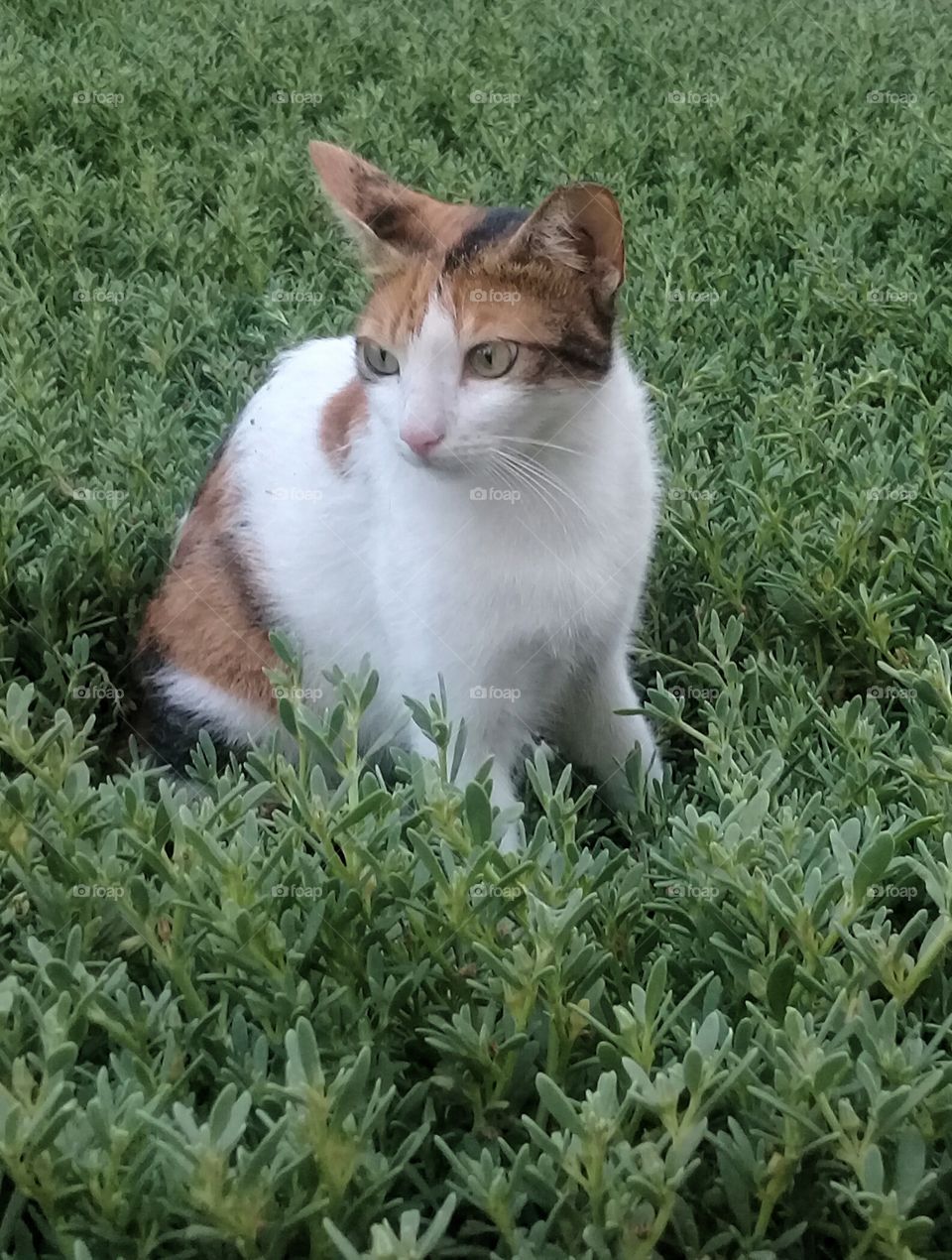 Cat on grass