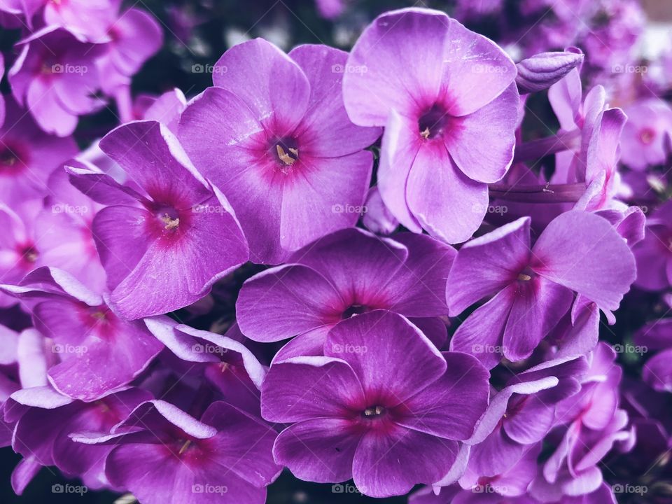 Violet flowers