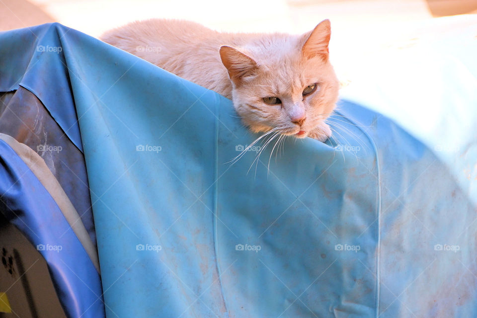The cat that loves to be on top of the tarp 