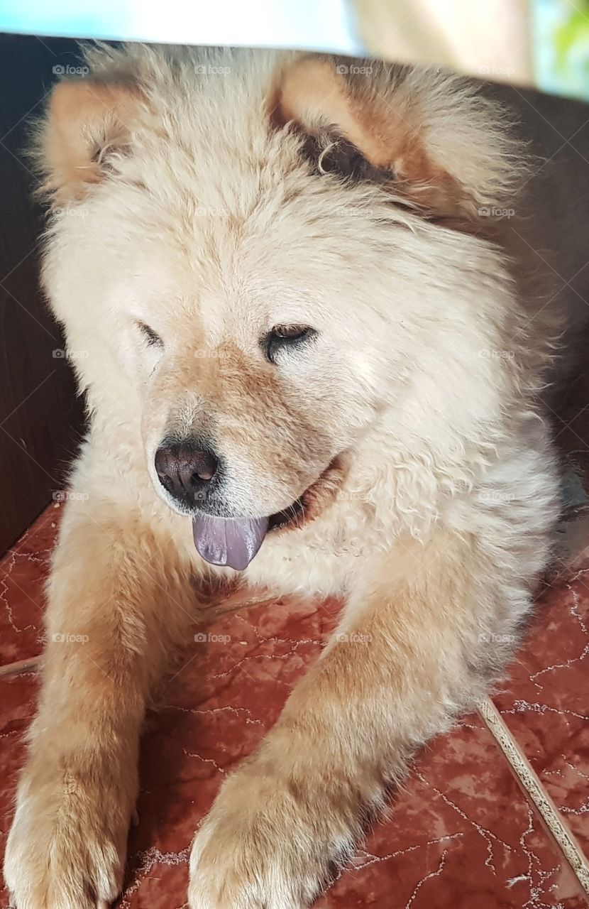laugh and smile,Arya,best friend,love,chowchow